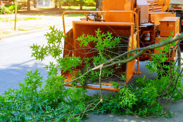 Best Best Tree Removal Services  in USA